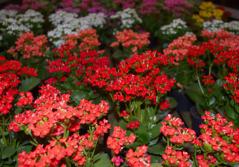 Image showing Colored flowers