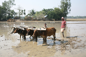 Image showing Farmers plowing agricultural field in traditional way where a plow is attached to bulls in Gosaba, West Bengal, India