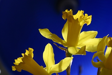 Image showing Daffodil flowers