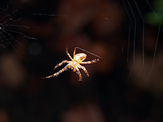 Image showing closeup of yellow spider spinning web thread