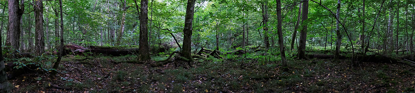 Image showing Natural deciduous autumnal forest panorama