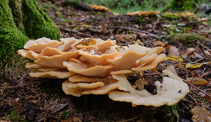 Image showing Polyporus borealis(Climacocystis borealis) in fall