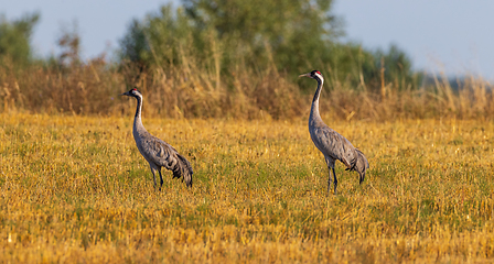 Image showing Two Cranes(Grus grus) in summertime