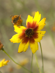 Image showing Flower