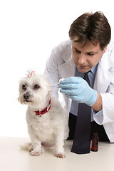 Image showing Vet treating a pet dog