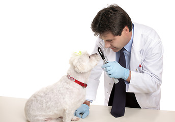 Image showing Vet checks dogs eyes