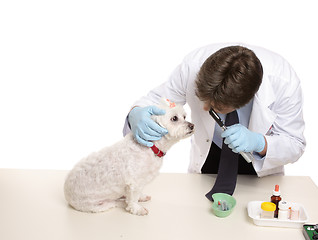 Image showing Veterinary checkup
