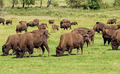 Image showing American bison (Bison bison) simply buffalo