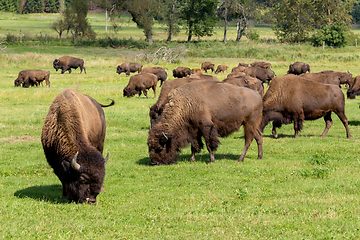 Image showing American bison (Bison bison) simply buffalo