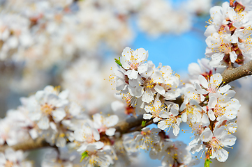 Image showing blossom flowers branch spring time
