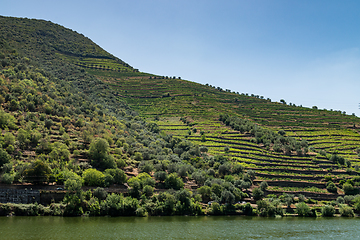 Image showing Point of view shot of terraced vineyards in Douro Valley