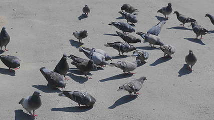 Image showing Flock of pigeons feeding on the town square