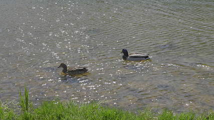 Image showing Ducks on walk floating in the pond water.