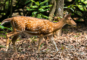 Image showing spotted or sika deer in the jungle