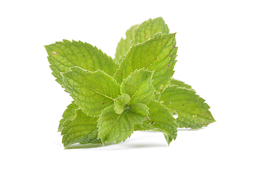 Image showing Peppermint on white background