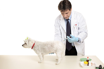 Image showing Animal receiving an injection