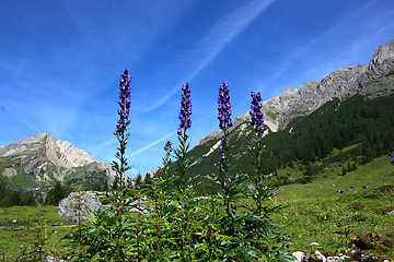 Image showing Monkshood flowers