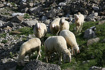 Image showing Grazing sheep