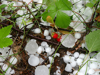 Image showing Hail and Wild Strawberry