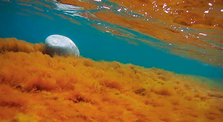 Image showing Underwater rock covered with algae.