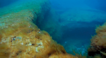 Image showing Underwater rock covered with algae.