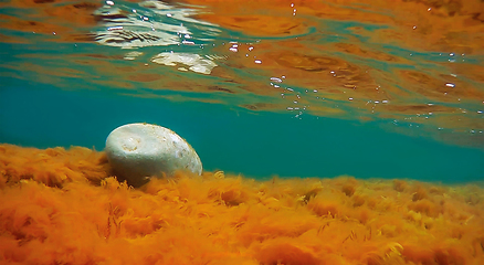 Image showing Underwater rock covered with algae.