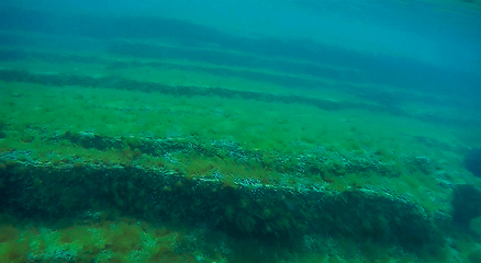 Image showing Underwater rock covered with algae.