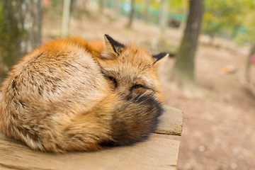 Image showing Sleepy fox