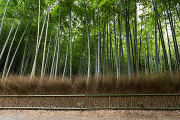 Image showing Arashiyama Bamboo Groves