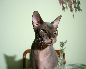 Image showing Head of Sphinx Cat