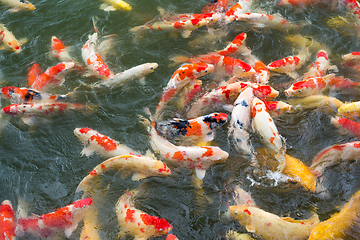 Image showing Colorful koi fish