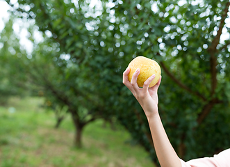 Image showing Hand holding a pear in a farm