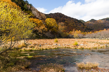 Image showing Swamp in nikko