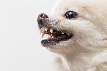 Image showing White pomeranian dog getting angry