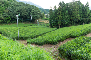 Image showing Beautiful pattern of tea field