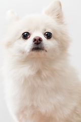 Image showing White Pomeranian 