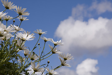 Image showing daisys