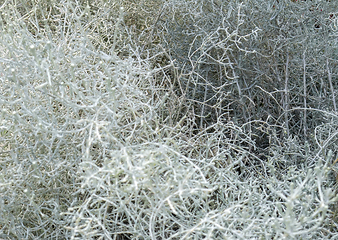 Image showing light grey vegetation closeup