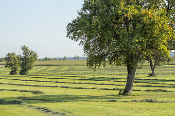 Image showing meadow with fruit trees