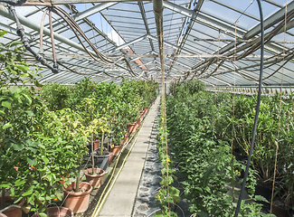 Image showing sunny greenhouse scenery