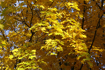 Image showing Beautiful golden autumn leaves of maple