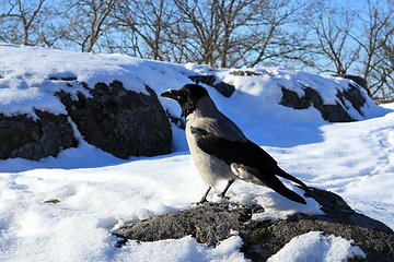 Image showing Hooded Crow, Corvus cornix, in Winter