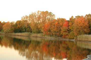 Image showing autumn white sky1068