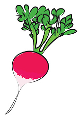 Image showing A pink radish, vector color illustration.