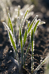 Image showing Green grass close-up