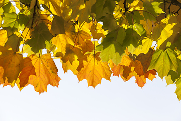 Image showing maple autumn