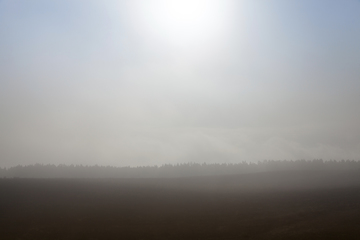 Image showing Field and trees in autumn fog