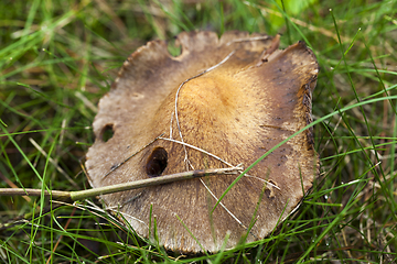 Image showing dangerous mushroom