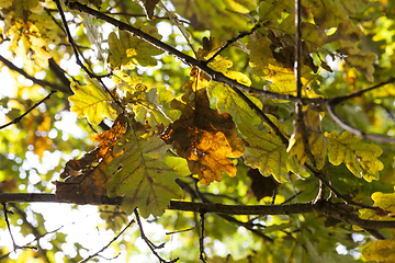 Image showing foliage oak autumn