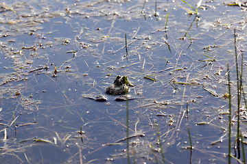 Image showing swamp with frogs